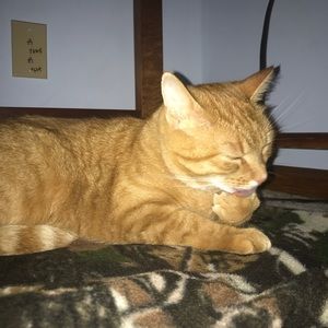 Meet your Posher, Abby